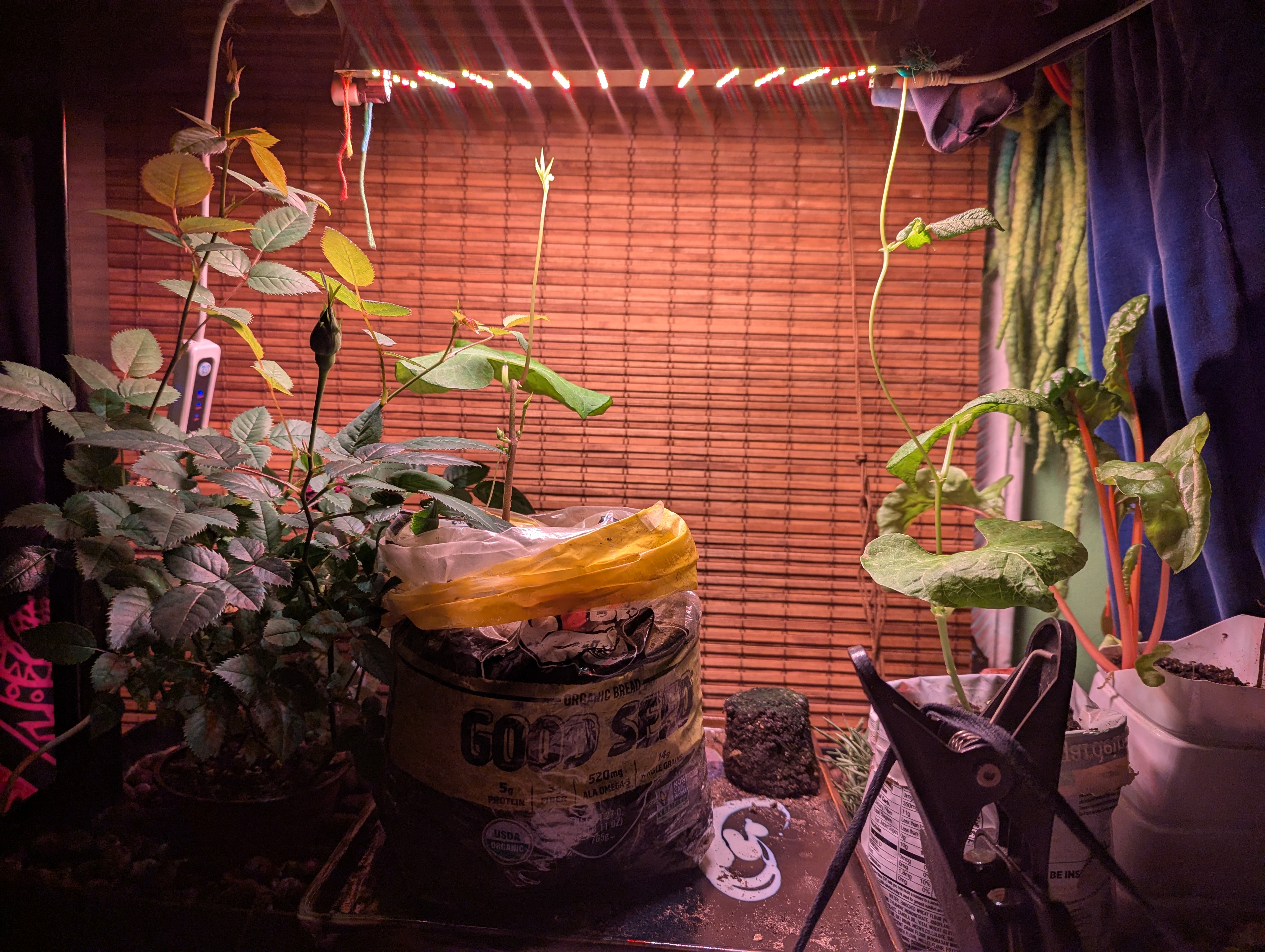 PXL_20250413_001952074