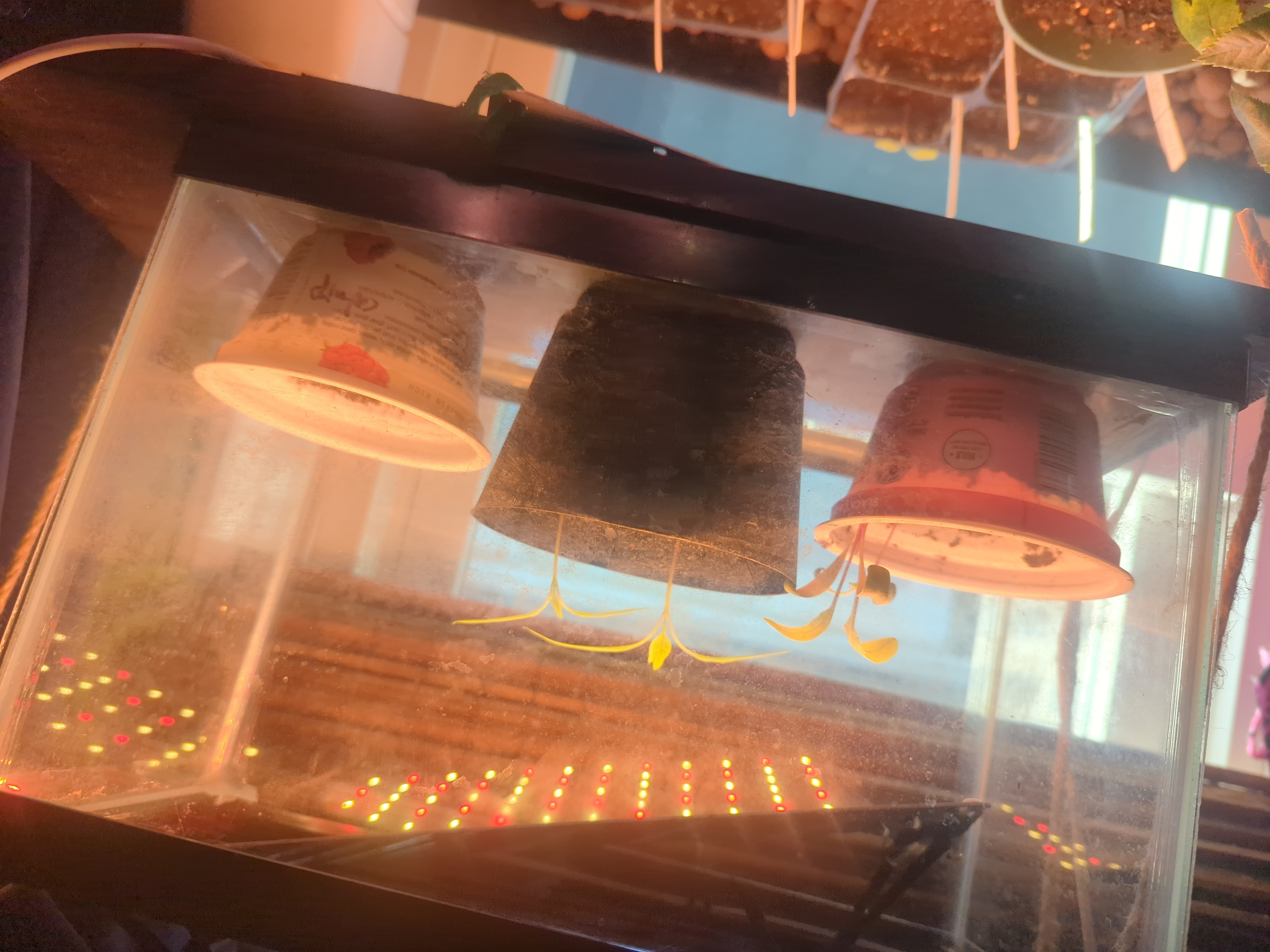 7e03b29e-024d-4537-aa1f-550280221610 (1)